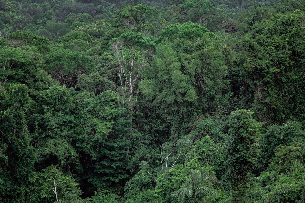 Vista aérea de bosque tropical denso — Costa Rica