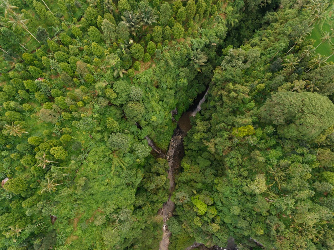 Vista aérea de bosque tropical en Costa Rica con río