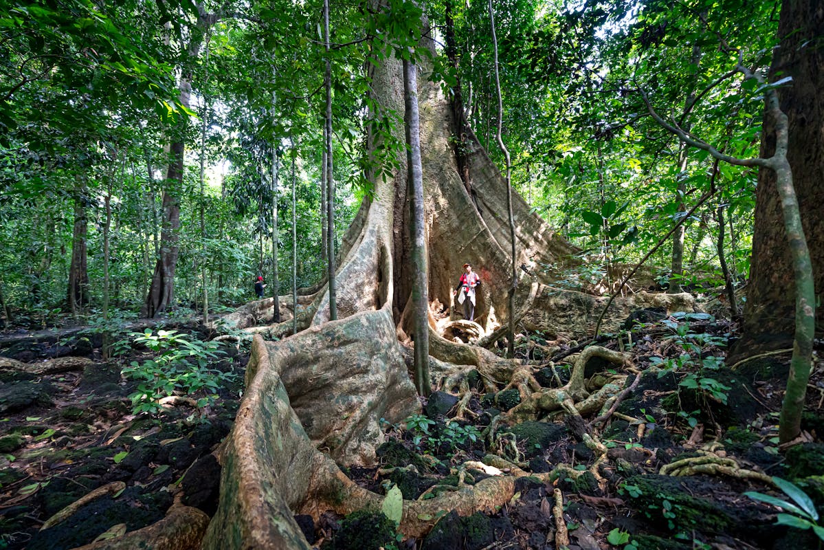 Árbol tropical gigante con raíces tablares en bosque primario