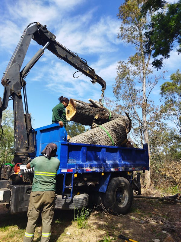 Trabajadores cargando troncos en camión forestal