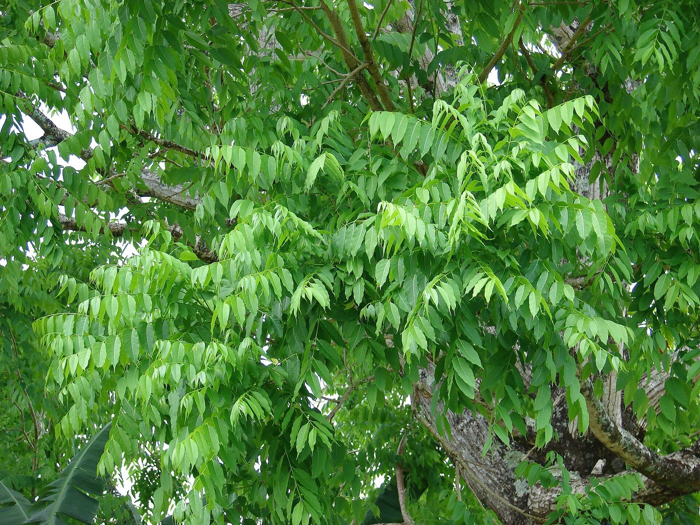 Follaje del cedro amargo Cedrela odorata