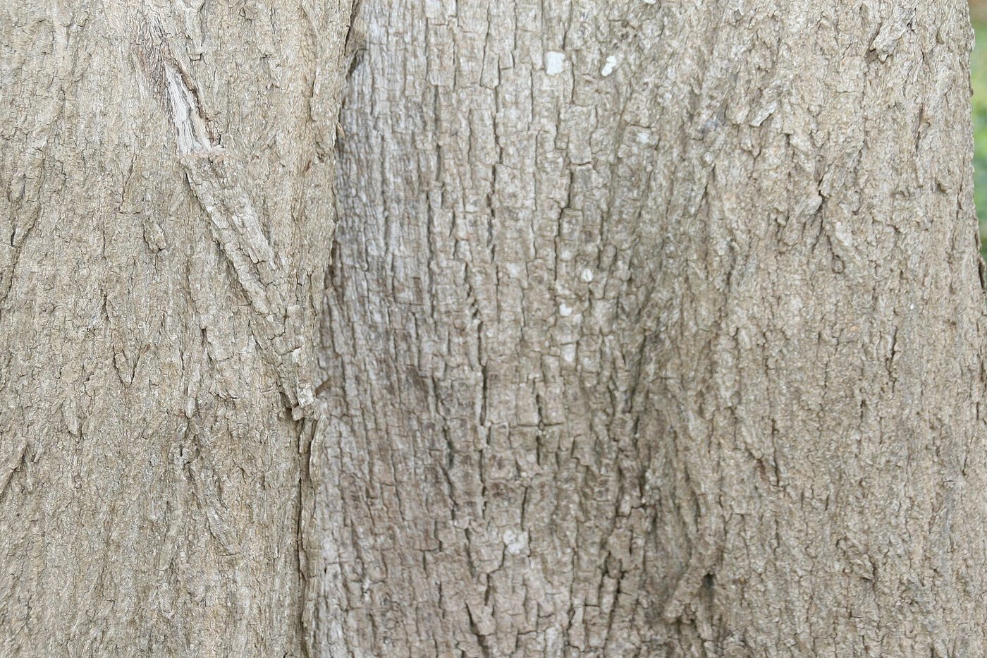 Árbol de laurel (Cordia alliodora) en Costa Rica