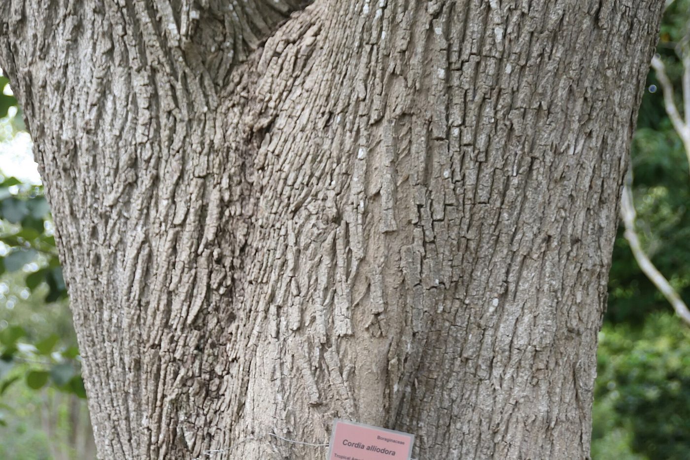 Detalle del tronco y follaje del laurel